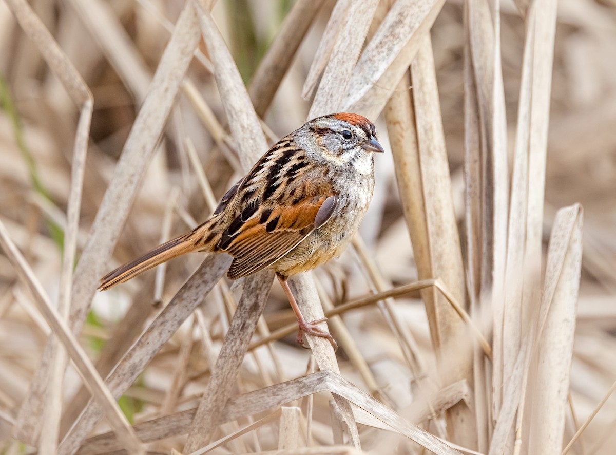 Swamp Sparrow - ML617617239