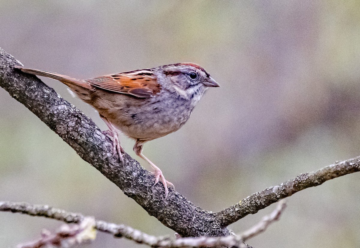 Swamp Sparrow - ML617617241