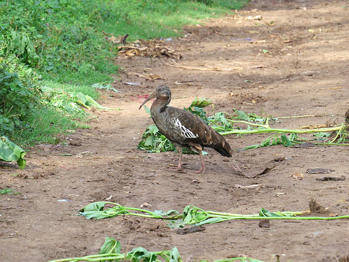 ibis etiopský - ML617617251