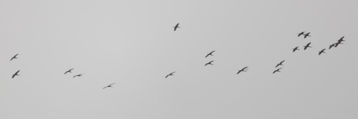 ibis hnědý - ML617617267