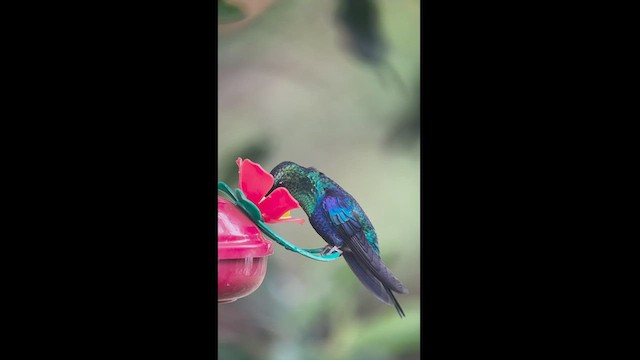kolibřík vidloocasý (ssp. venusta/townsendi/colombica/rostrifera) - ML617617398