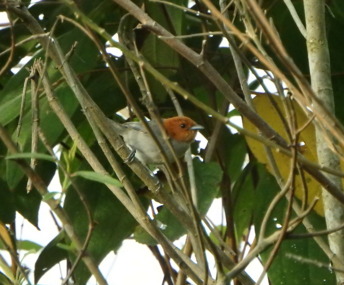 Fulvous-headed Tanager - ML617617405