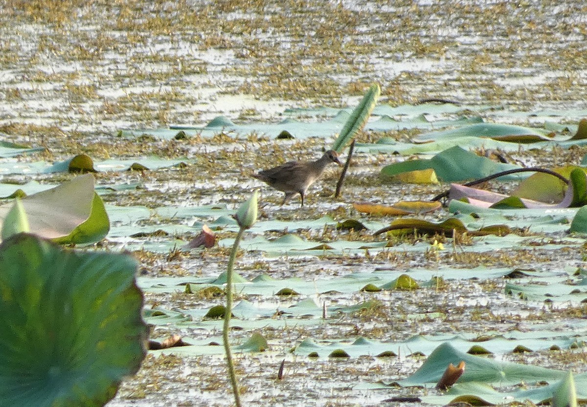 White-browed Crake - Mike Tuer