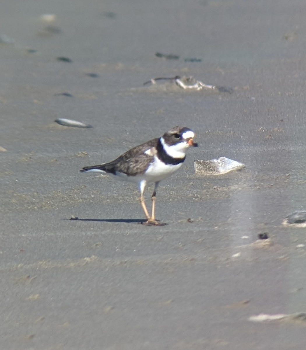 Semipalmated Plover - ML617617424