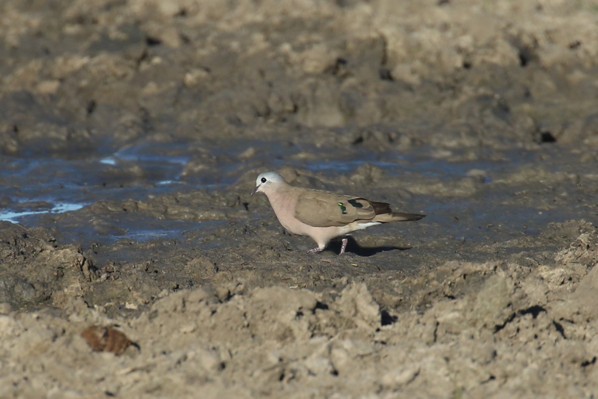 Emerald-spotted Wood-Dove - ML617617492