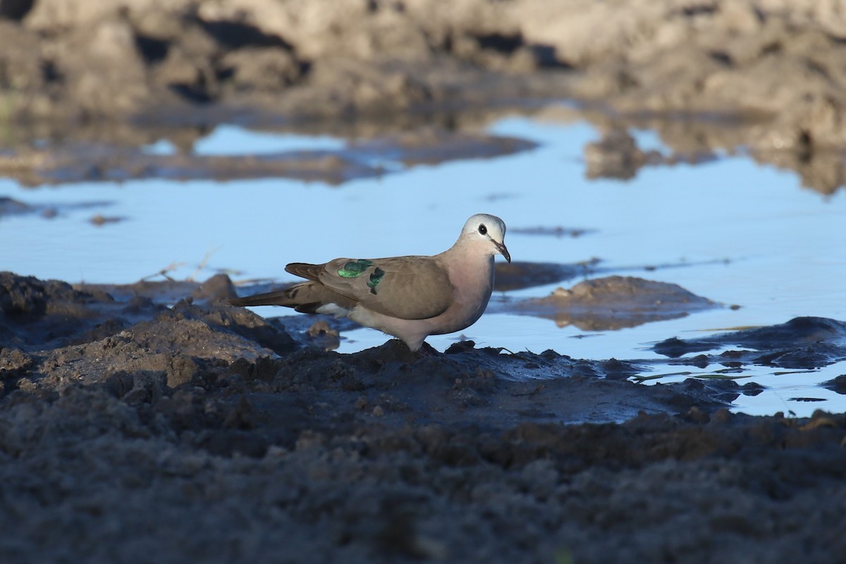 Emerald-spotted Wood-Dove - ML617617493