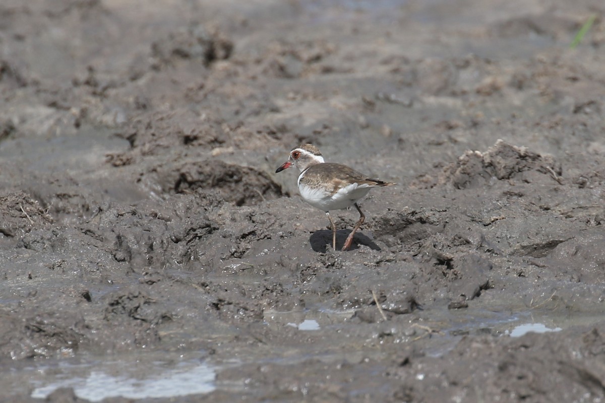 Three-banded Plover - ML617617499