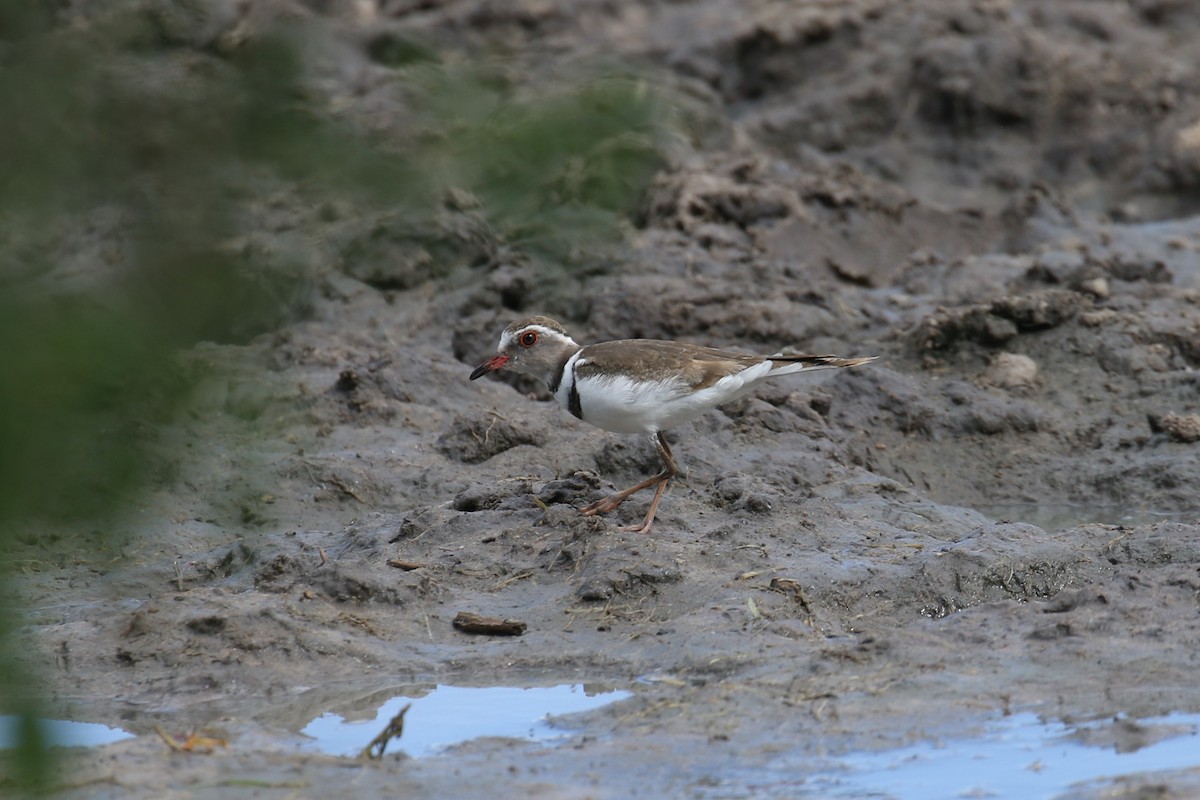 Three-banded Plover - ML617617500