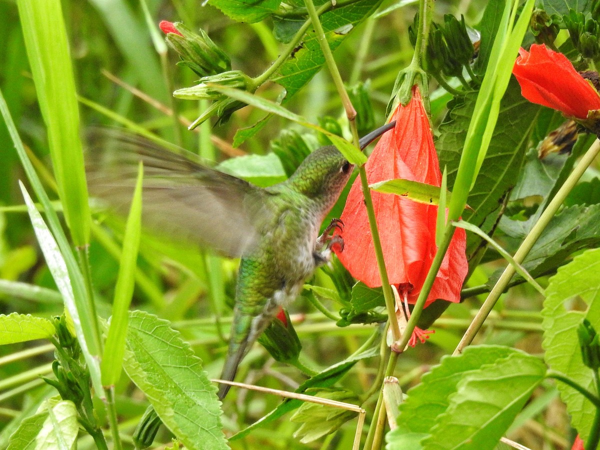 Green-and-white Hummingbird - ML617617547
