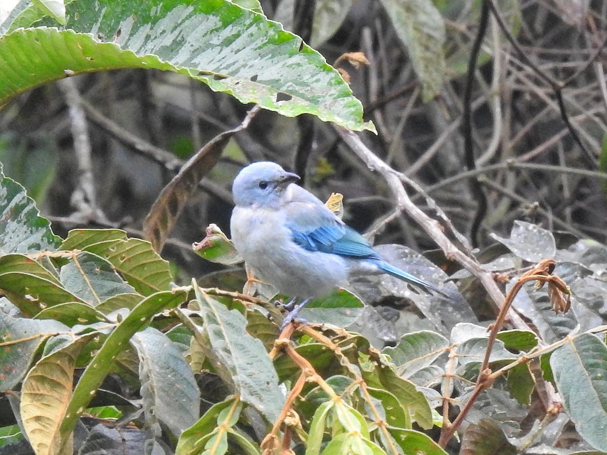 Blue-gray Tanager - ML617617581
