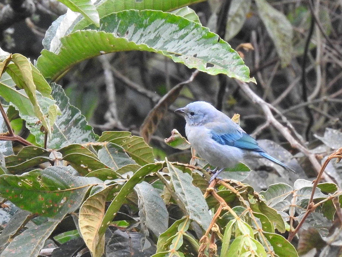 Blue-gray Tanager - ML617617582