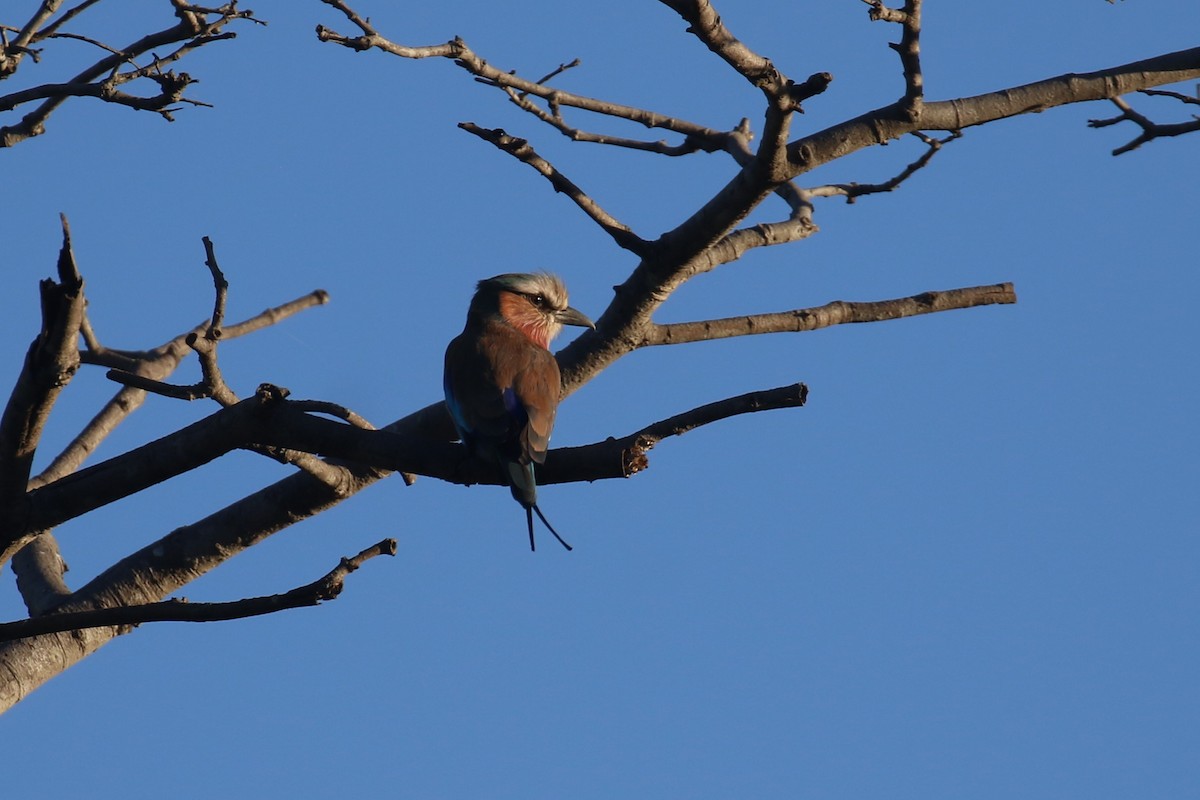Lilac-breasted Roller - ML617617609