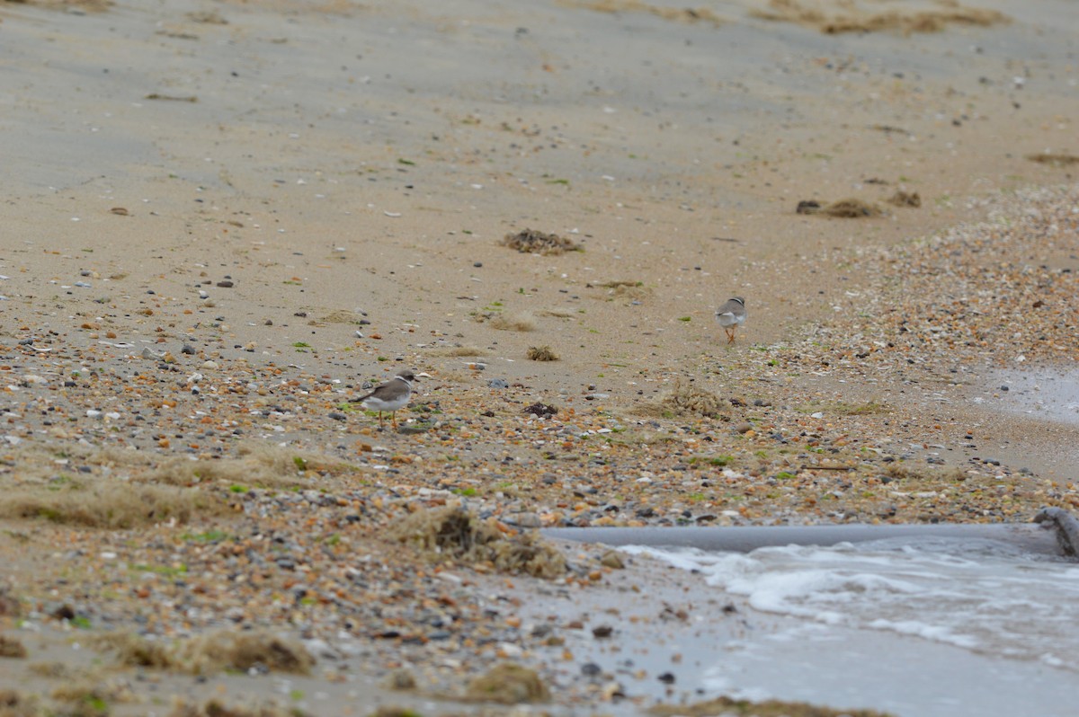 Semipalmated Plover - ML617617625