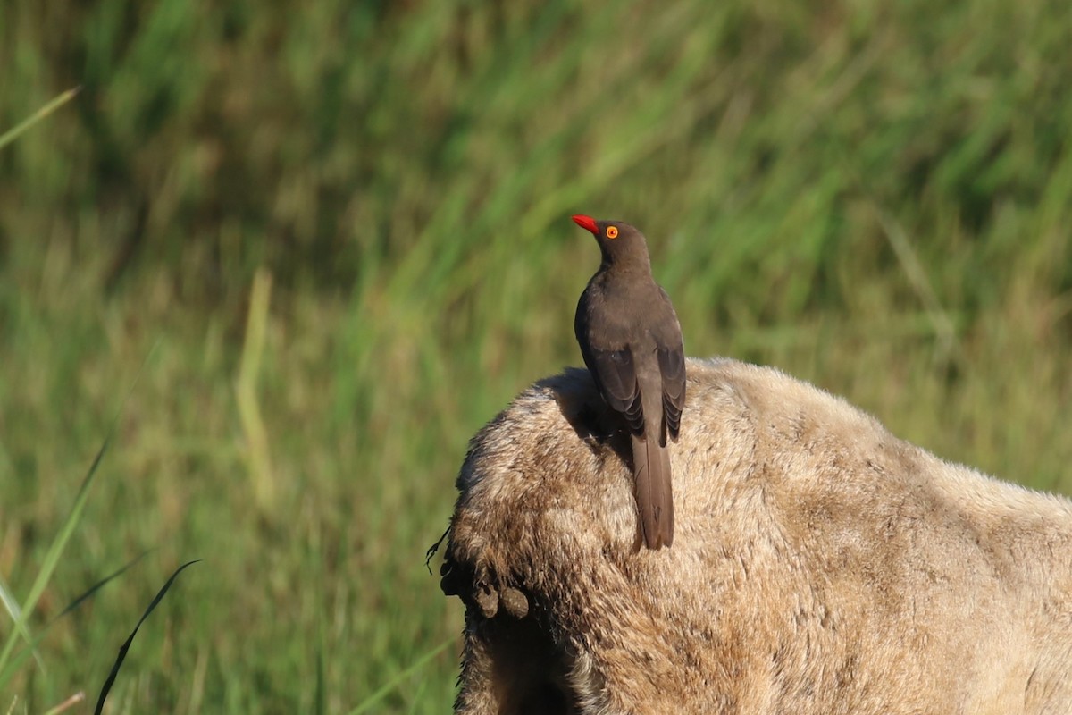 Red-billed Oxpecker - ML617617642