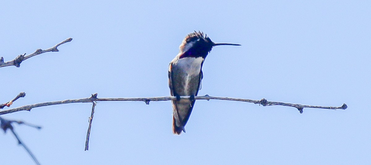 Costa's Hummingbird - ML617617659