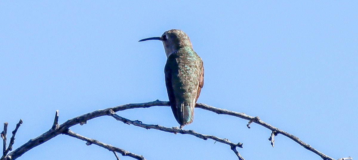 Costa's Hummingbird - ML617617661