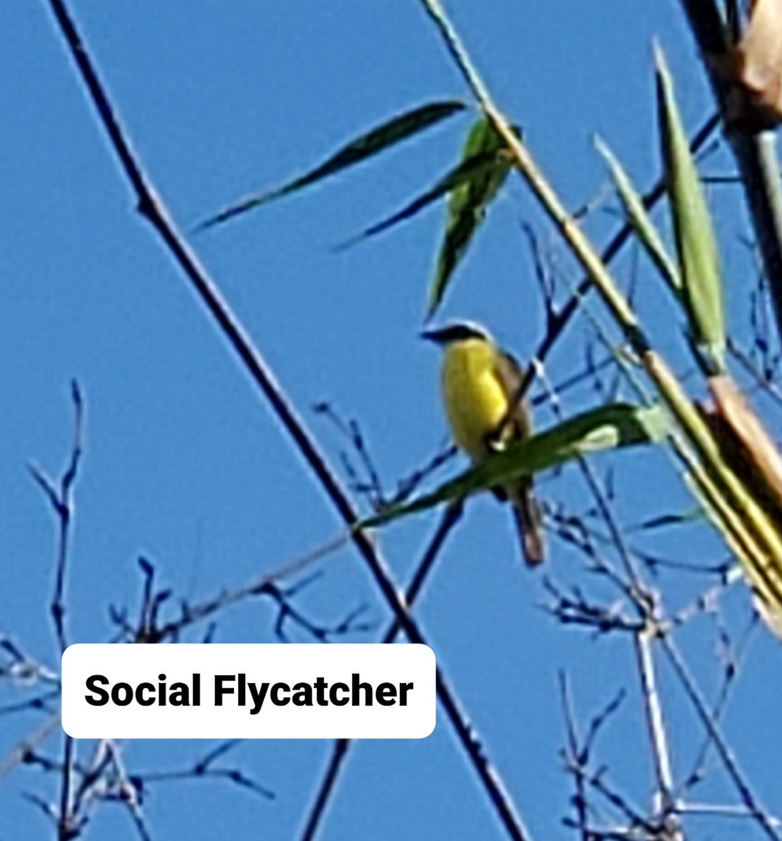 Social Flycatcher - Glenda Boyer-Herron
