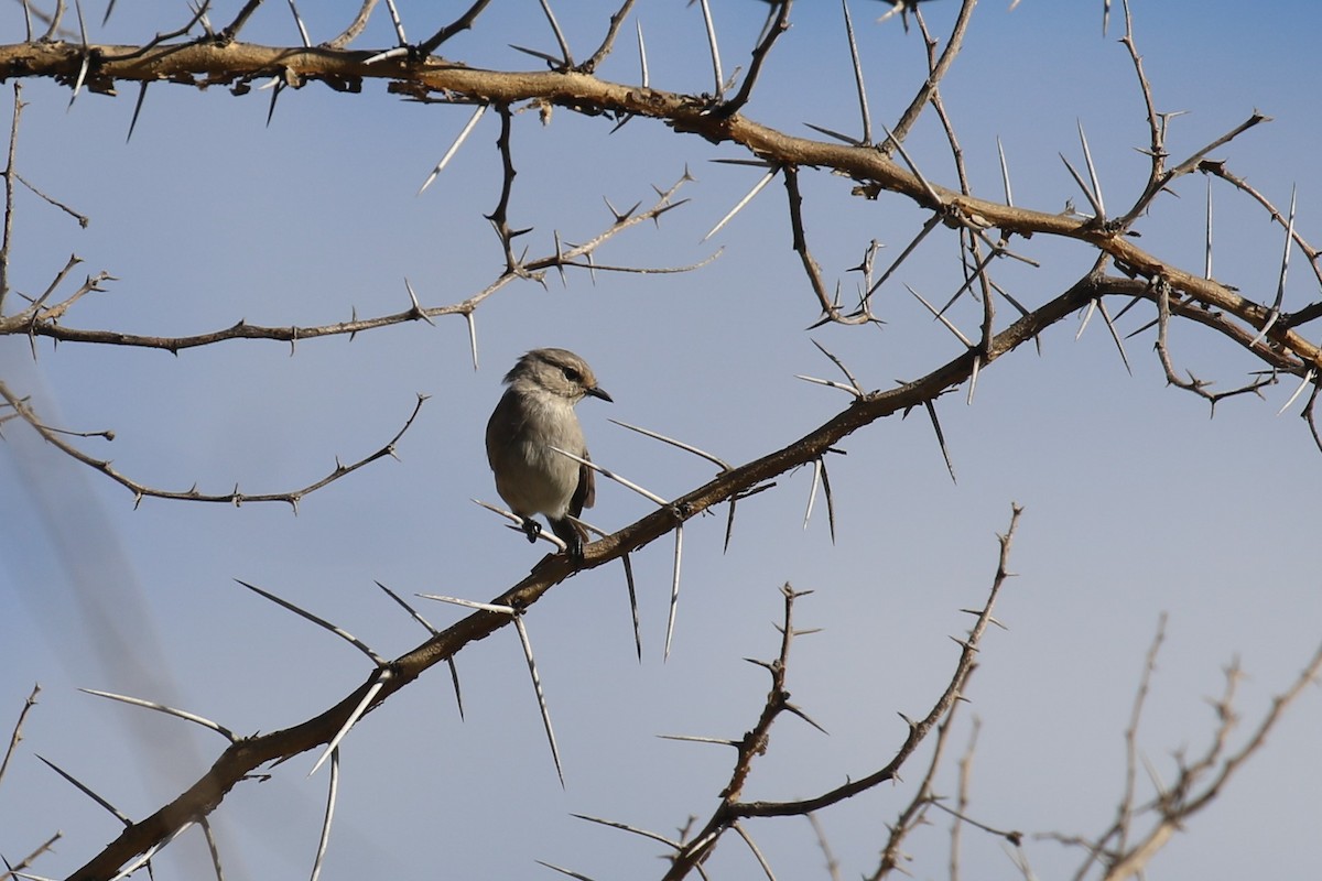 African Gray Flycatcher - Fikret Ataşalan