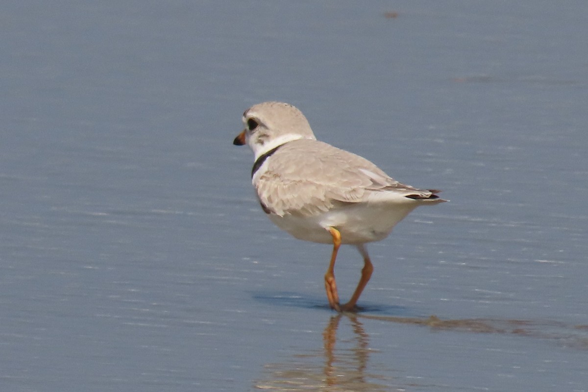 Piping Plover - Becky Marvil