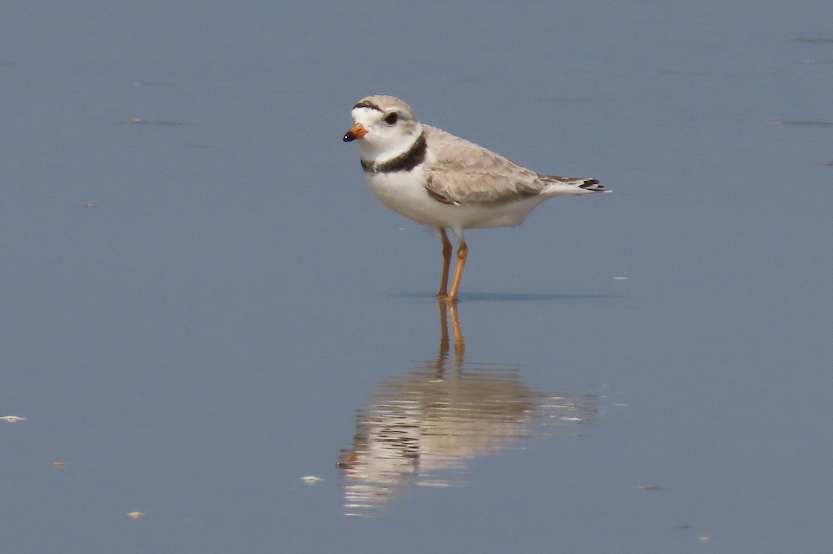 Piping Plover - ML617617726