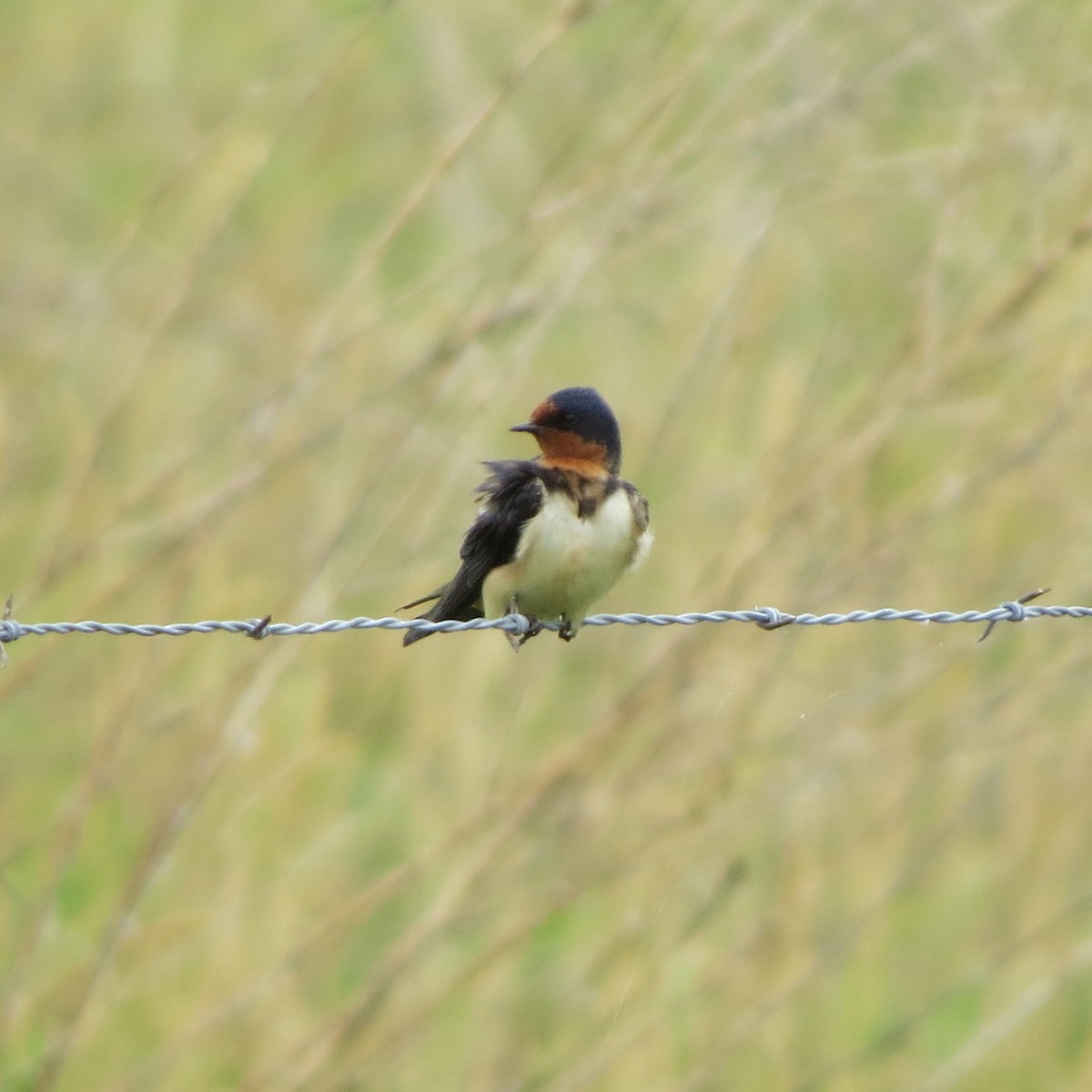 Cave Swallow - ML617617742