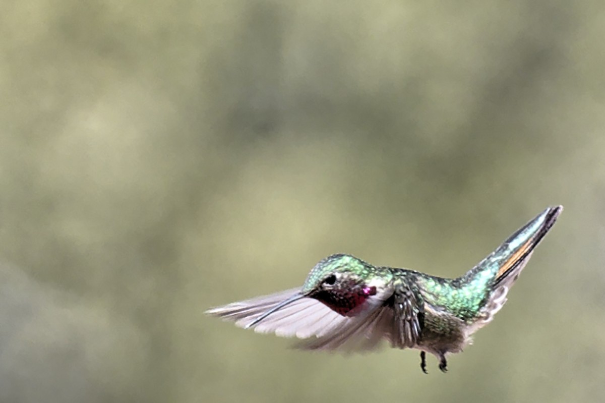 Broad-tailed Hummingbird - William Warfel