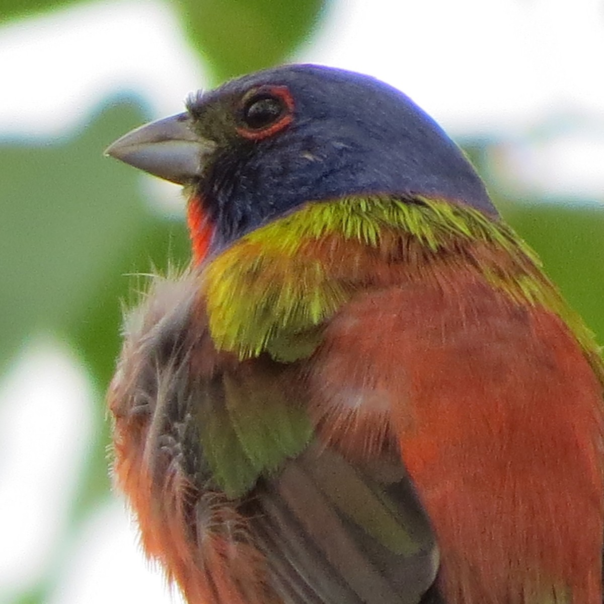 Painted Bunting - ML617617782