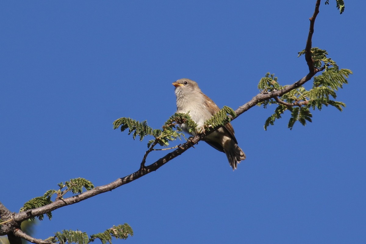 Swahili Sparrow - ML617617801