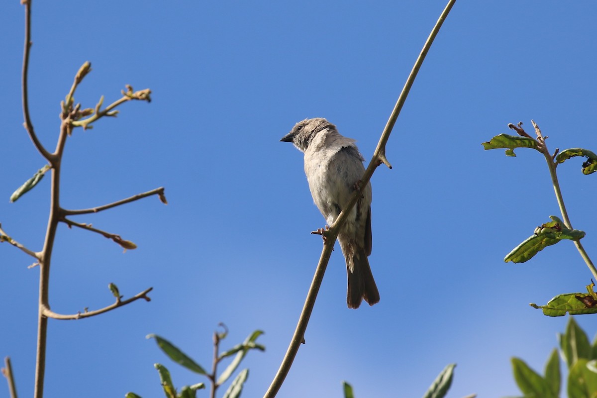 Swahili Sparrow - ML617617802