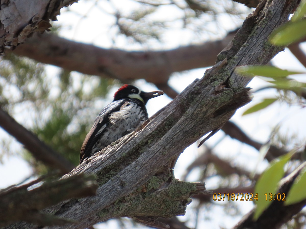 Acorn Woodpecker - ML617617810