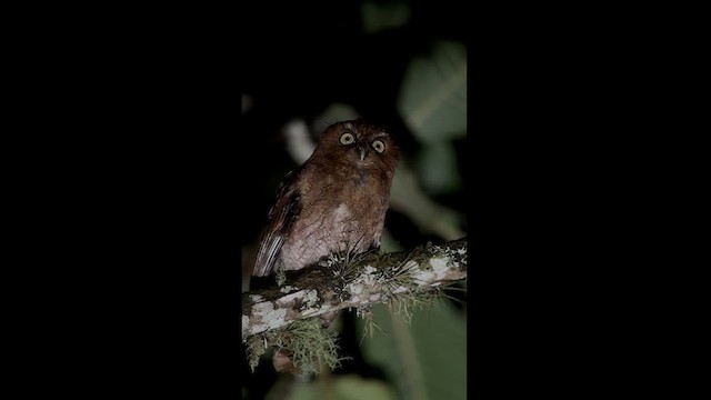 Santa Marta Screech-Owl - ML617617853