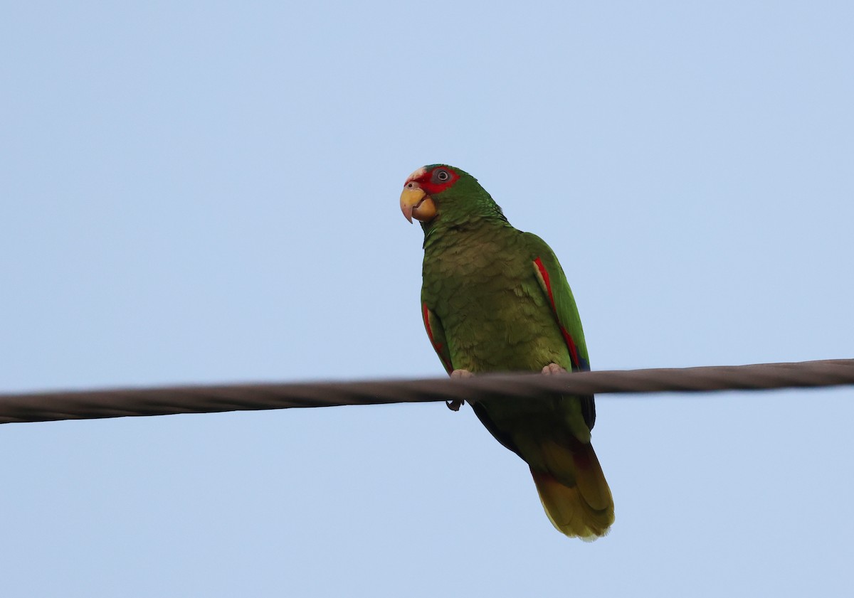 White-fronted Parrot - ML617617887