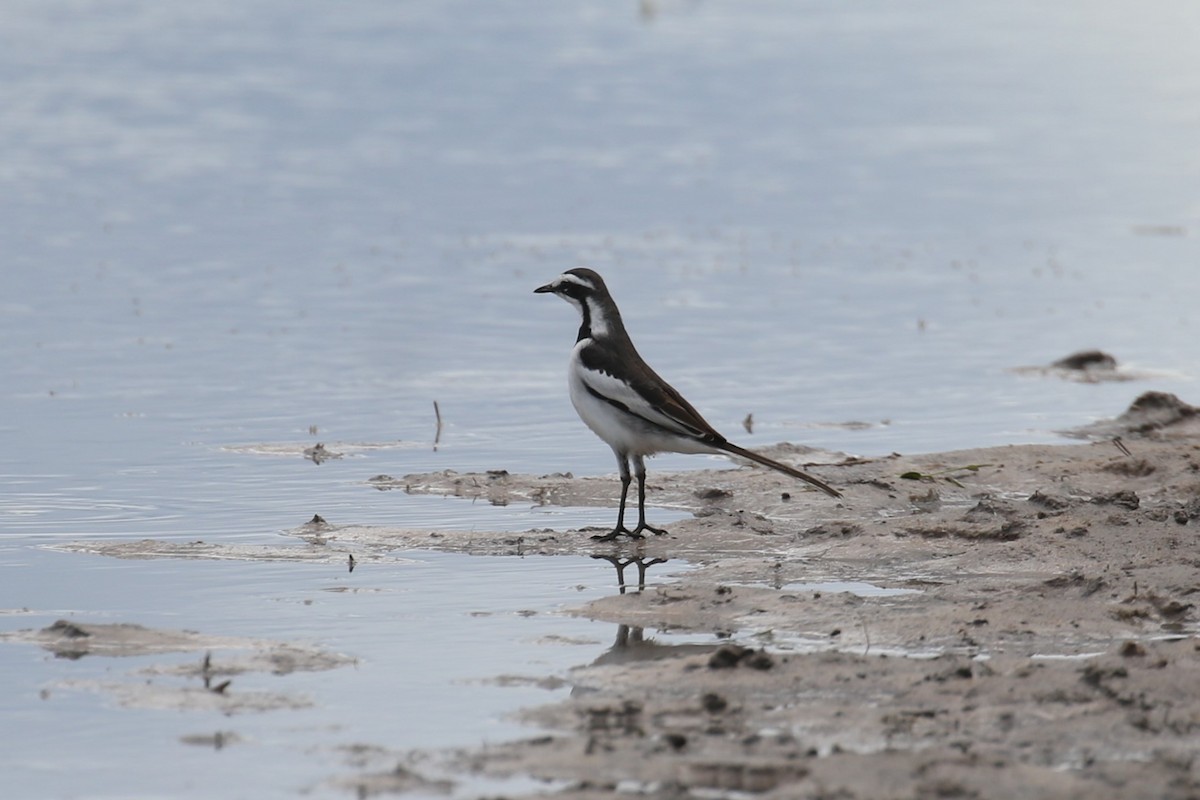 African Pied Wagtail - ML617617889