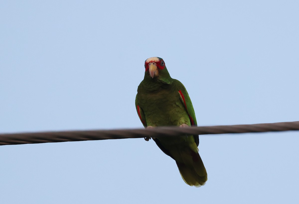White-fronted Parrot - ML617617894