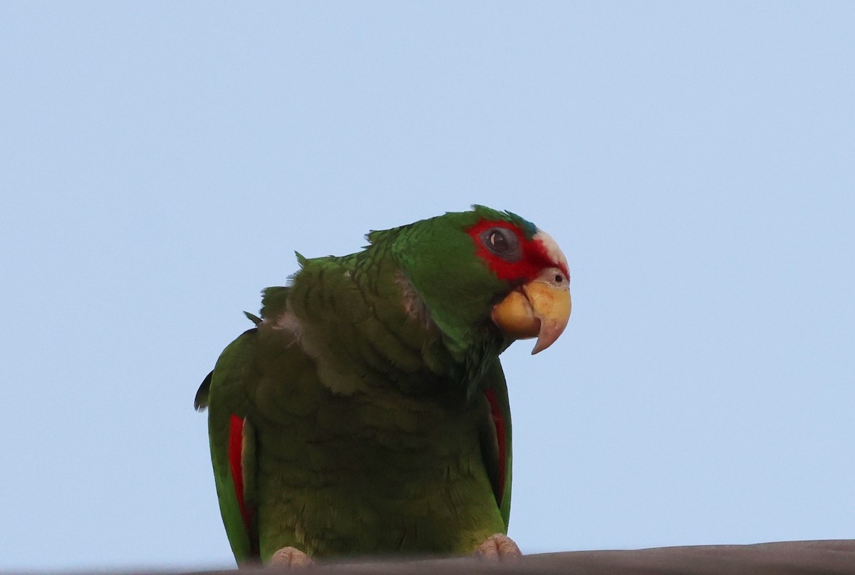 White-fronted Parrot - ML617617897