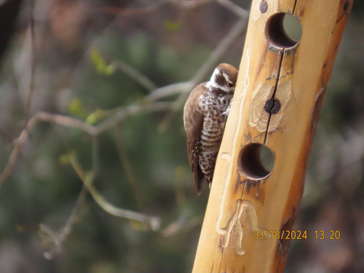 Arizona Woodpecker - ML617617907