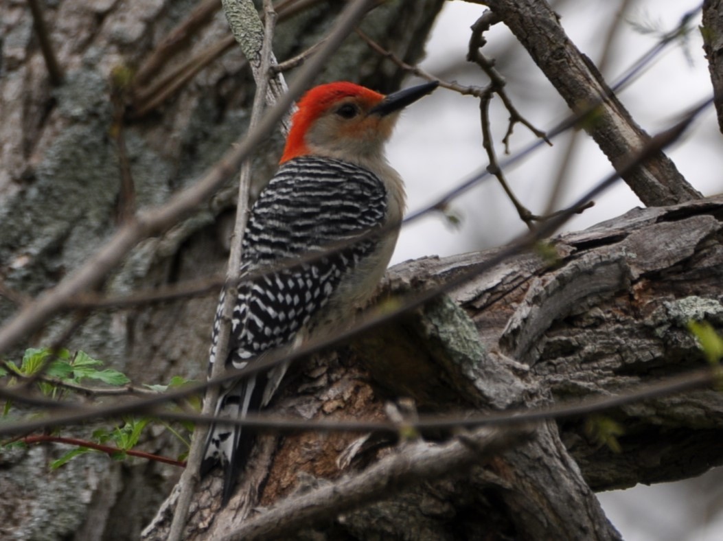 Red-bellied Woodpecker - ML617617916