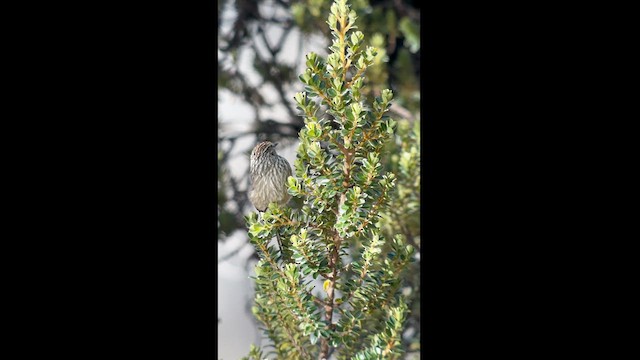 Andean Tit-Spinetail - ML617617925