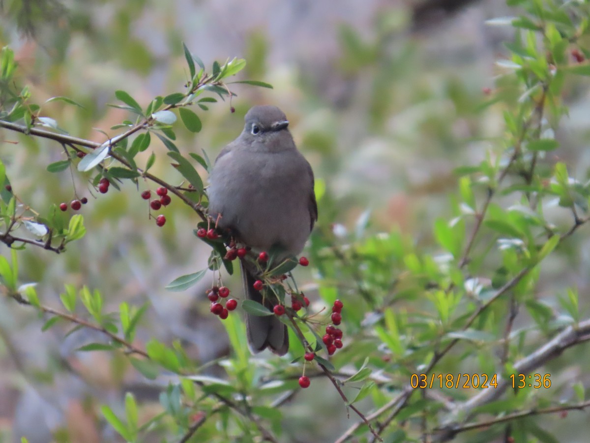 Townsend's Solitaire - ML617617930