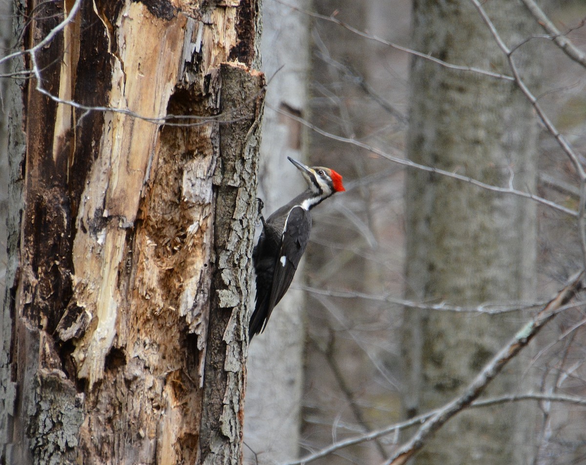 Pileated Woodpecker - Ed Bailey