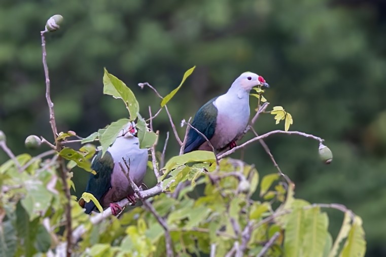 Red-knobbed Imperial-Pigeon - ML617617978