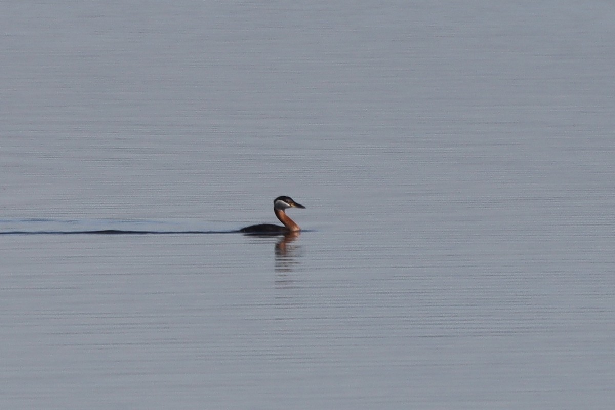 Red-necked Grebe - ML617617983