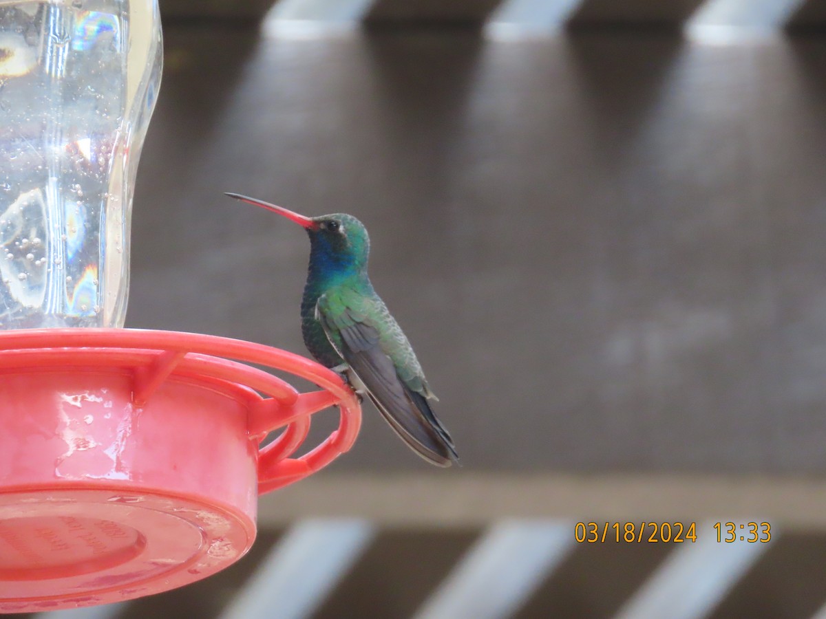 Broad-billed Hummingbird - ML617617993
