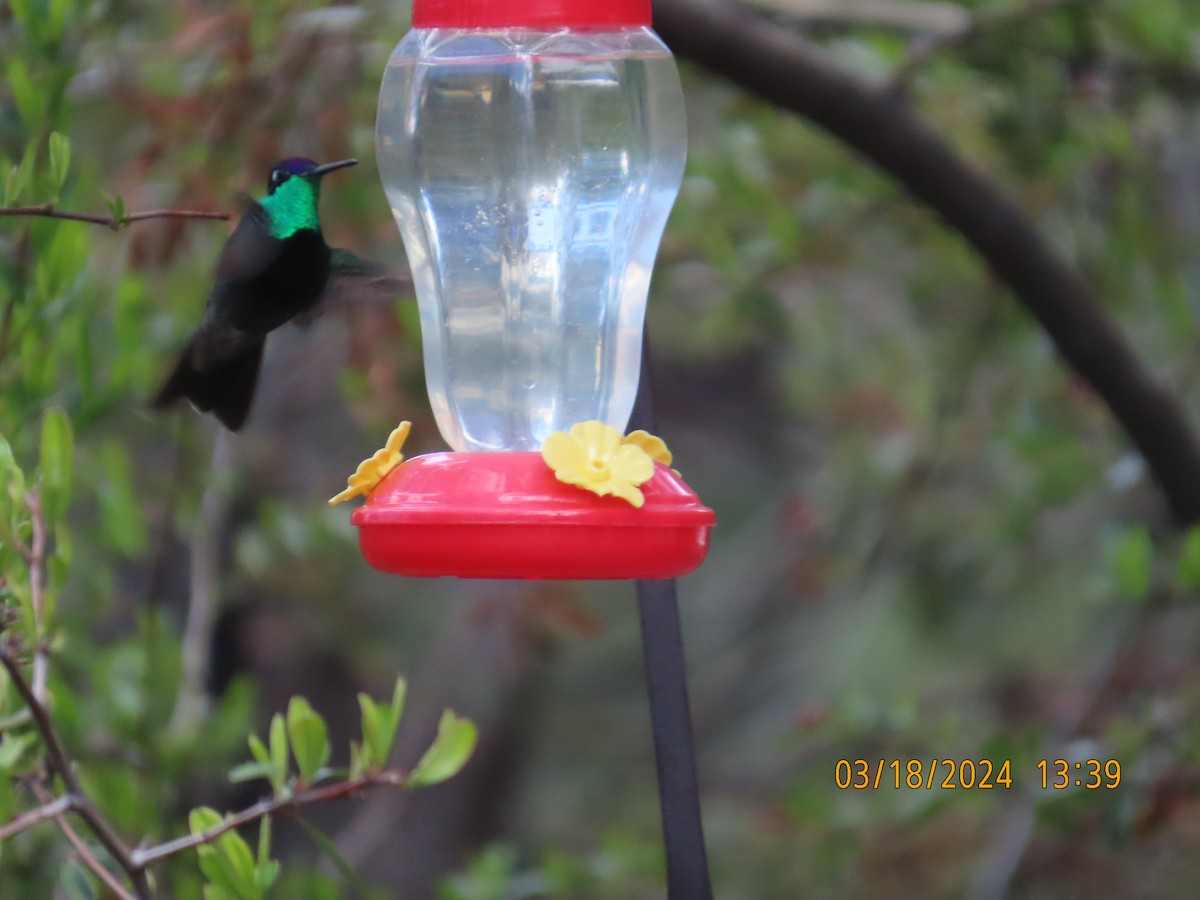 Rivoli's Hummingbird - ML617618003