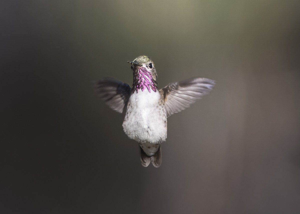 Calliope Hummingbird - ML617618011