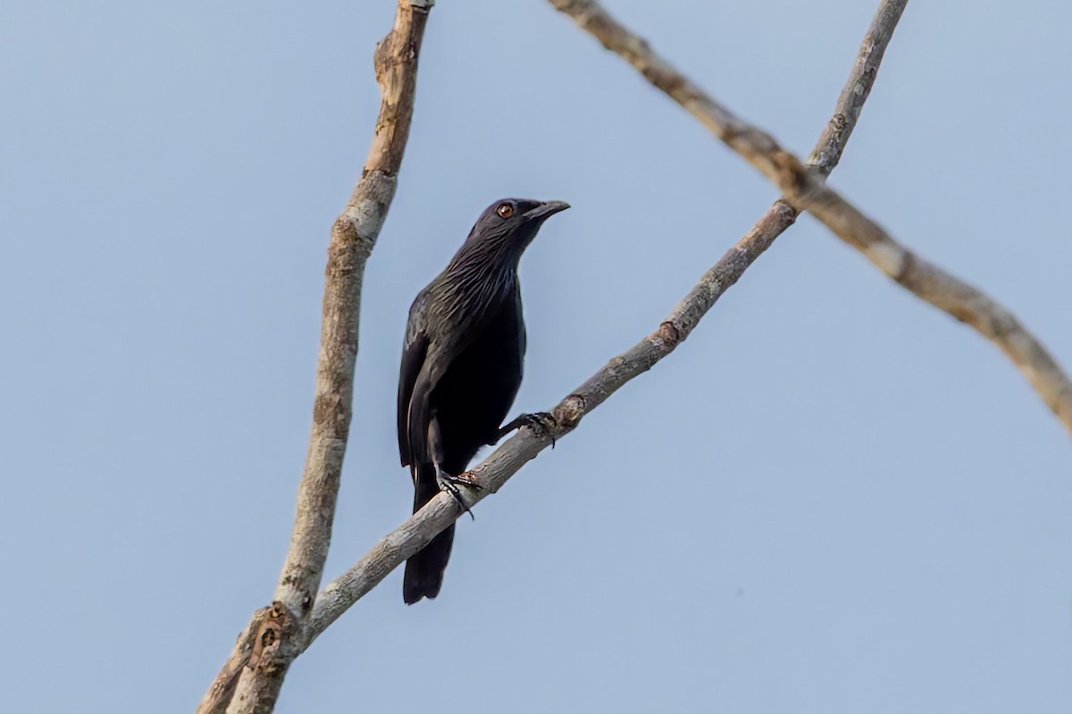 Brown-winged Starling - ML617618039