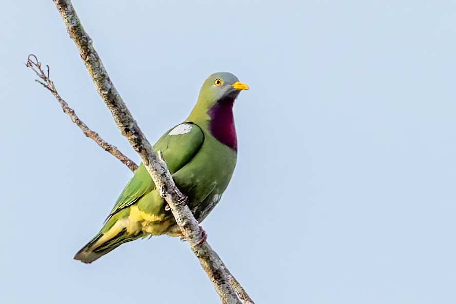 Claret-breasted Fruit-Dove - ML617618049