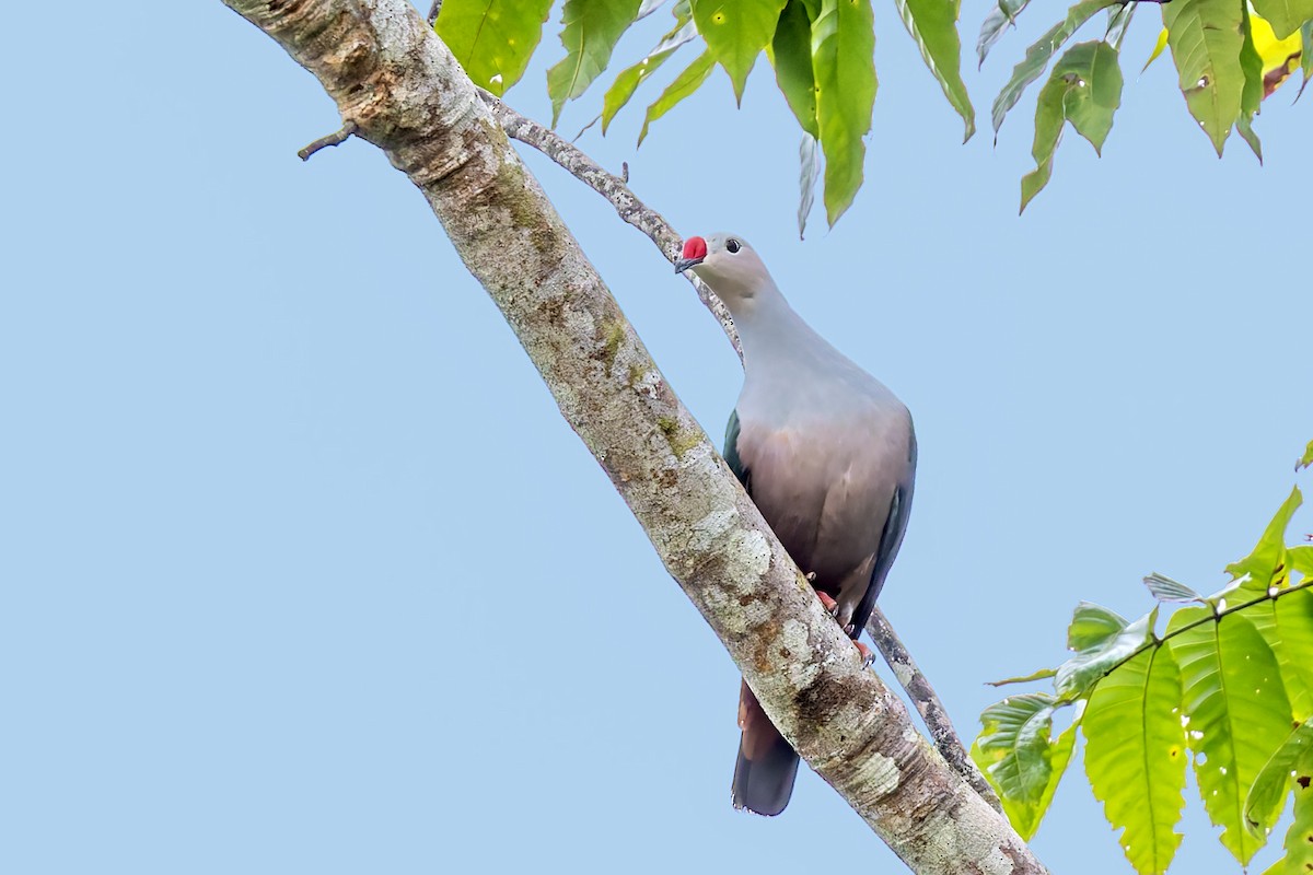 Red-knobbed Imperial-Pigeon - ML617618095