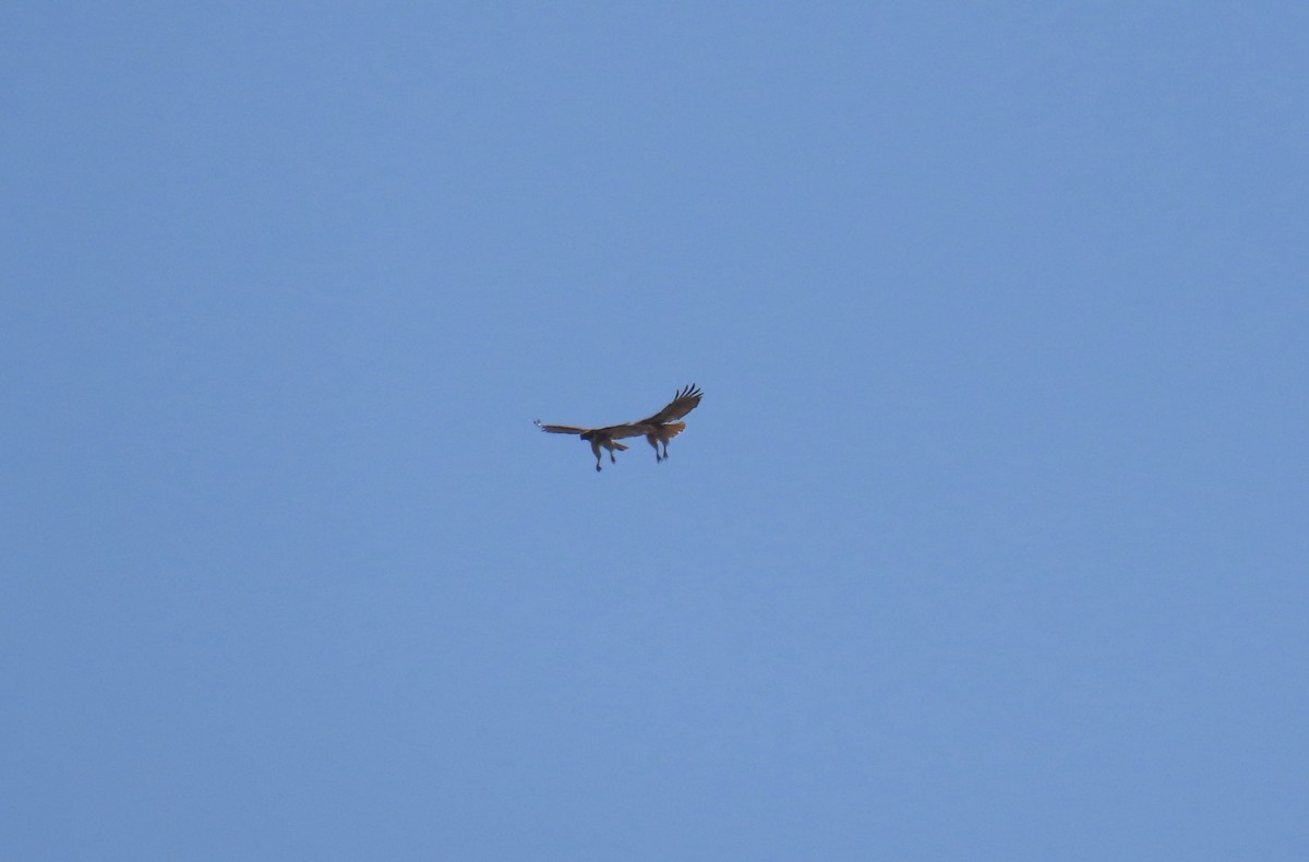 Red-tailed Hawk - ML617618146