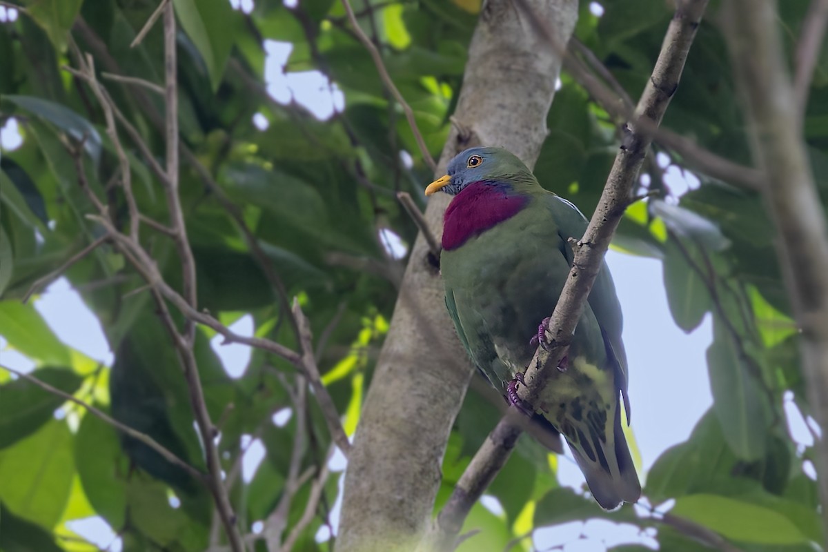 Claret-breasted Fruit-Dove - ML617618149